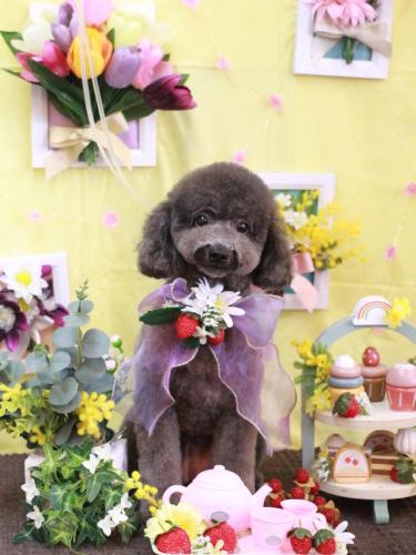 20230308chipieちゃん